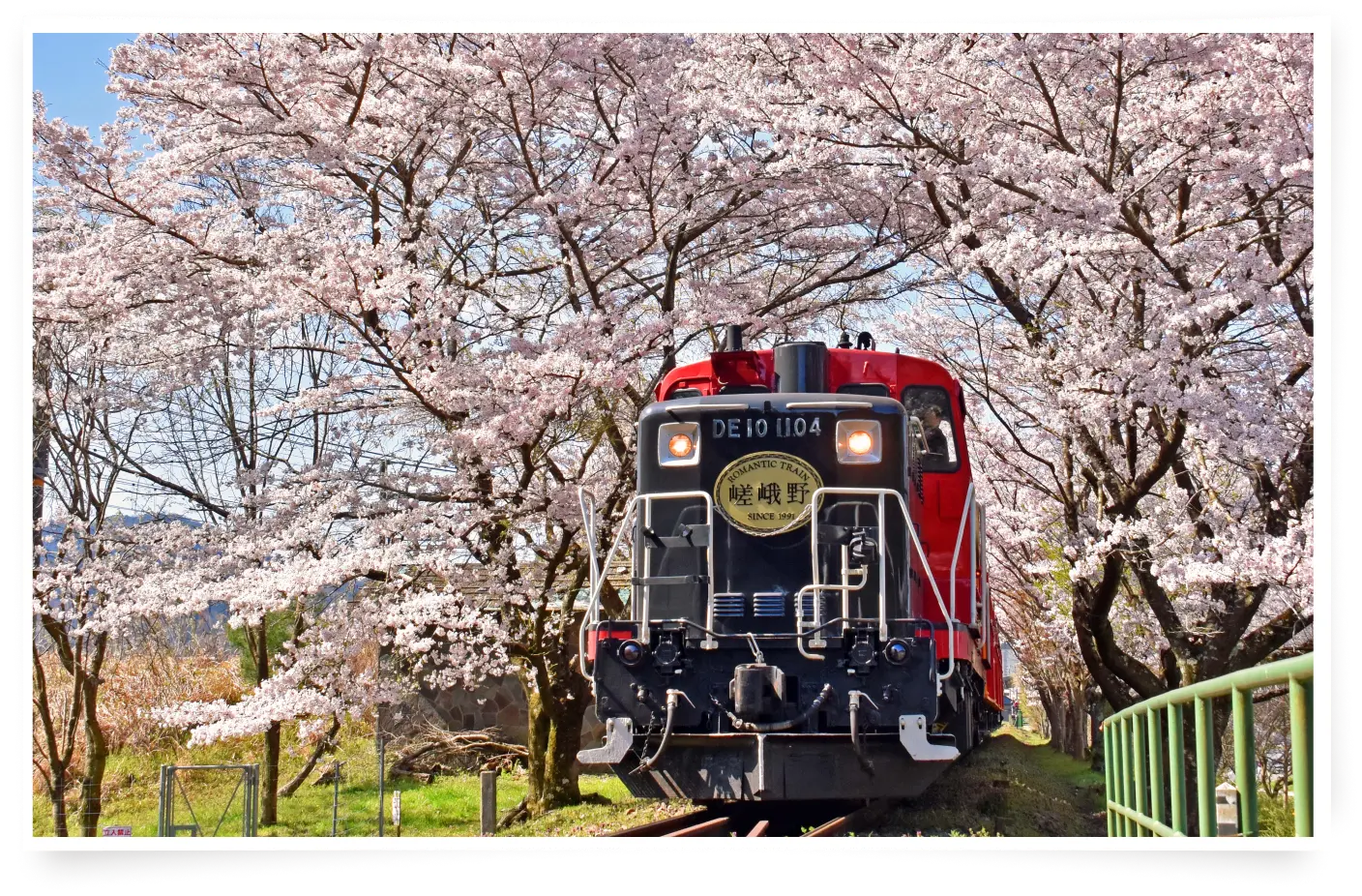 Cherry blossom tunnel